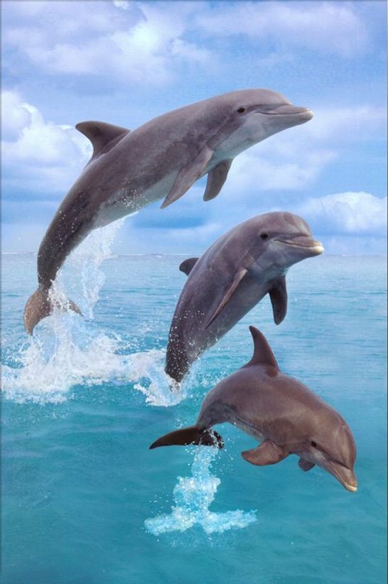 Sea life Dolphin